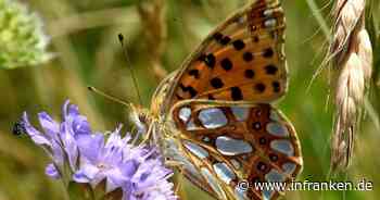 Bamberg: Besondere Schmetterlingsarten gefunden - Altenburghänge gelten als Hotspot