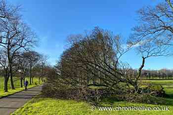 Gardeners told to do five things now before Storm Agnes hits North East