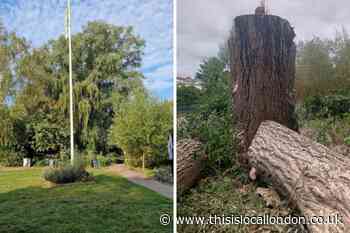 Haringey Council's decision to fell tree disputed by expert