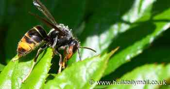 Asian hornet found in Hull sparking concerns for city's honey bees