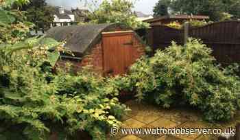 Hertfordshire: Japanese knotweed hotspots revealed