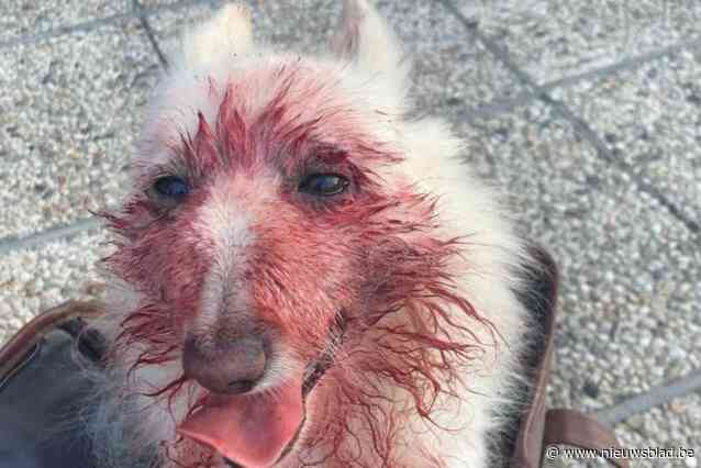 Dwergkees Indy doodgebeten door staffordshire, maar zolang geen mens gebeten wordt is geen proces-verbaal mogelijk