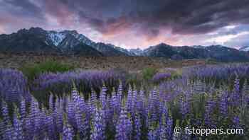 How to Photograph Wildflowers in Windy Conditions