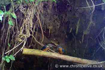 Rare kingfishers breeding at North East nature reserve for the first time