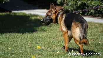 Biden's dog Commander bites another Secret Service officer in 11th incident