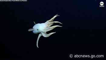 WATCH:  Rare 'Dumbo' octopus caught on camera