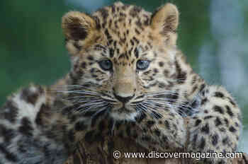 Here Are Just 4 Animals We Could Lose Before 2050