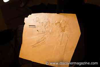 The King Takes Flight: A Prehistoric “Elvis” Pterosaur Discovered For the First Time