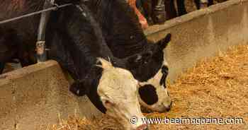 Cattle supplies tight as gears shift for fall run