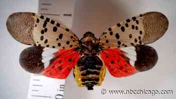 Spotted lanternfly detected, identified in Illinois