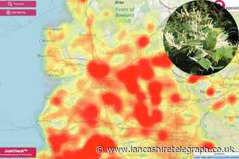 Lancashire Japanese knotweed hotspots 2023 revealed
