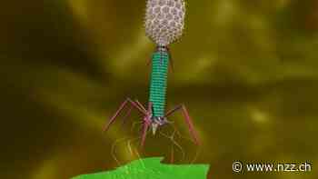 Viren, die Bakterien vernichten – Bakterienfresser als neue Waffen gegen antibiotikaresistente Keime