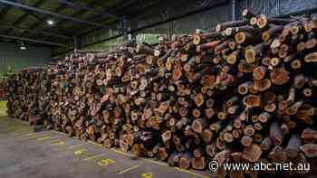Northern Australia cattle baron Sterling Buntine snaps up Ord Valley sandalwood plantation