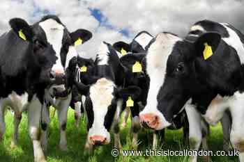 M26 in Kent CLOSED as cows block road