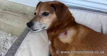 Owner's horror as Jack Russell thrown around like 'rag doll' by huge dog that escaped Gateshead garden