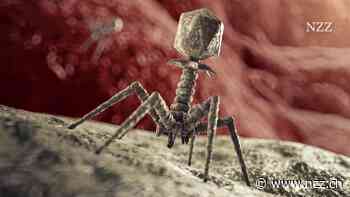 Neue Hoffnungsträger im Kampf gegen antibiotikaresistente Keime: So funktionieren die «Bakterienfresser»-Viren