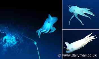 Ghostly 'Dumbo' octopus is caught on camera more than 5,500ft underwater off the coast of Hawaii