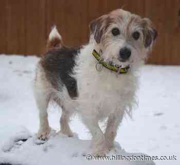 Harefield rehoming centre veteran looking for new home