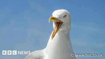 Gulls cause Bath residents to suffer sleep deprivation