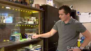 Why this ant keeper thinks his favourite insects are misunderstood