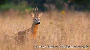 Jagdwilderei im Forst