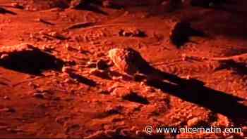 Quelques jours après ses frères et sœurs, un 67e bébé tortue a éclos sur une plage de Saint-Cyr-sur-Mer