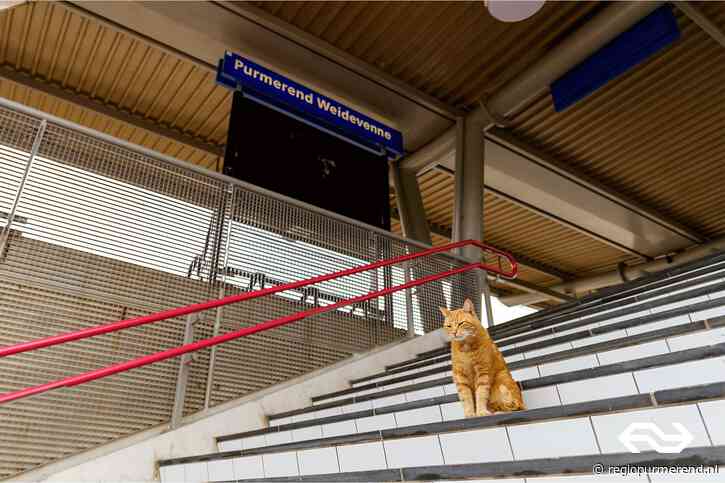 Gemeente Purmerend akkoord met bronzen beeld van stationskat Brammetje nabij station Weidevenne