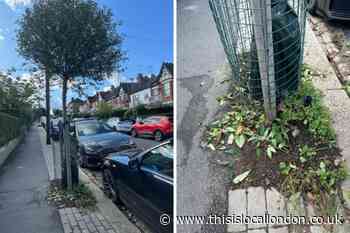 Muswell Hill woman slams Barnet Council plant 'butchers'