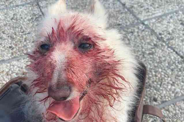 Dwergkees Indy doodgebeten door staffordshire, maar politie weigert pv op te stellen