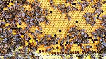 Faulbrut bei Bienen: Nagolder Imker   bereiten sich vor