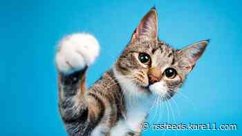 Secondhand Hounds hosting cat adoption event