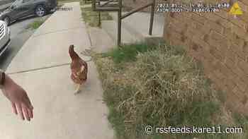 Chicken leads police officer on hilarious chase