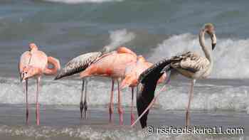Crowds flock to Wisconsin beach (yes, Wisconsin) to feast their eyes on flamingos