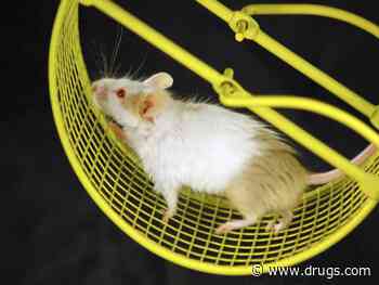 In Mice, Gene Therapy Helps Restore Movement After Spinal Cord Injury