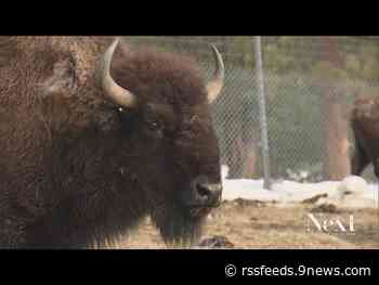 Congress will consider plan to help Native tribes build bison herds, as Colorado already does