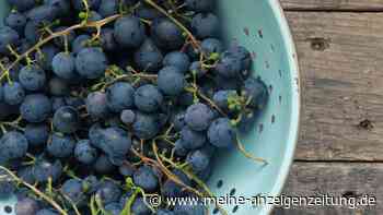Balsamico-Creme aus roten Trauben schnell und einfach selber machen