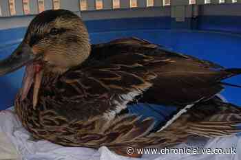 RSPCA appeal as ducks suffered 'truly awful' injuries after being shot at fishing lake in Hetton Lyons Country Park