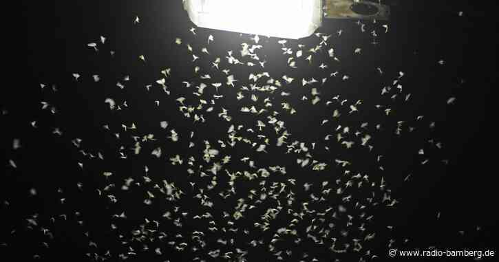 Wettereinfluss auf Insektenschwund: Kontroverse Debatte