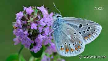 Eine neue Studie erklärt das Wetter zur Hauptursache des Insektensterbens. Dabei missachten die Autoren ihre eigenen Daten