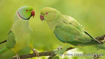 Tausende grüne Papageien leben in Köln – und das mitten in der Stadt