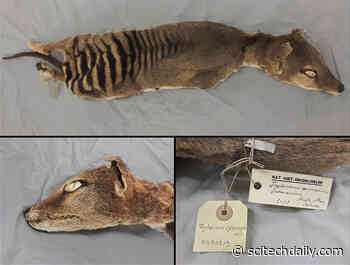 Reviving the Lost: Scientists Recover RNA From an Extinct Species for the First Time