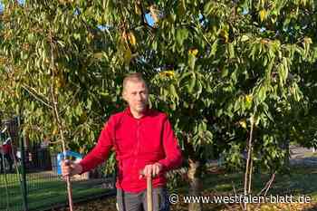 Alte Apfelsorten: Obstkelterei aus Delbrück bietet Bäume an