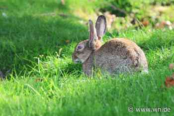 Seuchen raffen Kaninchen vom Ludgerikreisel dahin