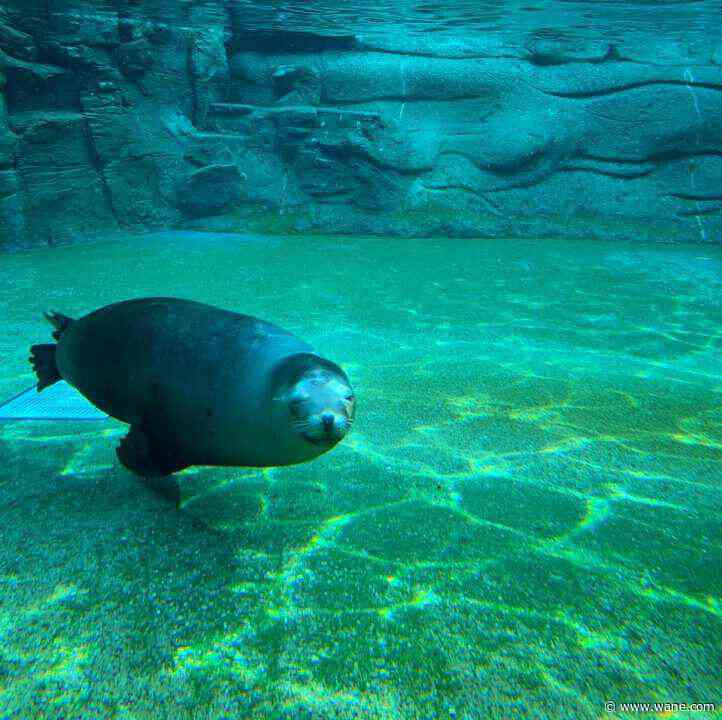 Underwater habitat expanding at Fort Wayne Children's Zoo in 2024