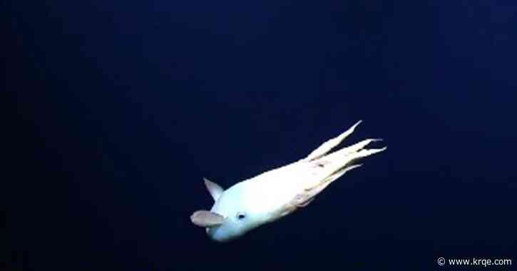 Rare 'Dumbo octopus' filmed near the Hawaiian Islands