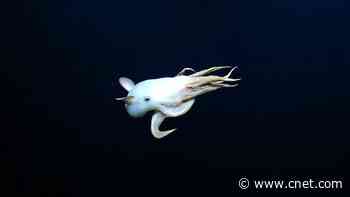 Watch Rare Video of Ghostly Dumbo Octopus in the Deep Sea     - CNET