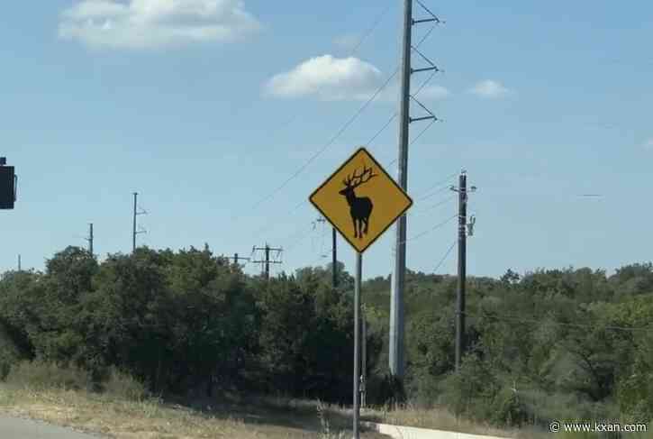 Wait — are there elks in Central Texas?