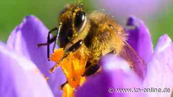 Sorgte das Wetter für den Insektenschwund in Deutschland?