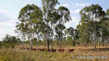 Forget neutrality — the soil on this farm is taking carbon out of the environment