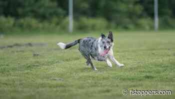 The Power of Supertelephoto Zoom Lenses